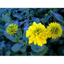 Solhat 'Goldquelle' Rudbeckia Laciniata 'Goldquelle' 1 Liter Potte -Osmo Salgsbutik mi3306 rudbeckia laciniata goldquelle 3229