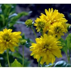 Solhat 'Goldquelle' Rudbeckia Laciniata 'Goldquelle' 1 Liter Potte -Osmo Salgsbutik mi3306 rudbeckia laciniata goldquelle c4d0