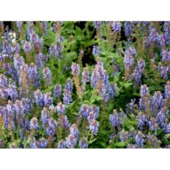 Staude-Salvie 'Blauhügel' Salvia Nemorosa 'Blauhügel' 1 Liter Potte -Osmo Salgsbutik mi3307 salvia nemorosa blauhuegel 3dce