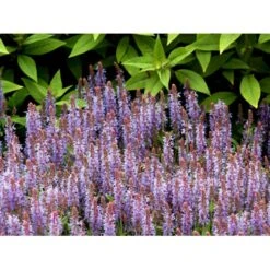 Staude-Salvie 'Blauhügel' Salvia Nemorosa 'Blauhügel' 1 Liter Potte -Osmo Salgsbutik mi3307 salvia nemorosa blauhuegel a6e5