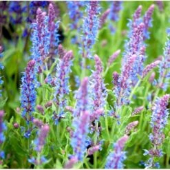 Staude-Salvie 'Blauhügel' Salvia Nemorosa 'Blauhügel' 1 Liter Potte -Osmo Salgsbutik mi3307 salvia nemorosa blauhuegel a8d3