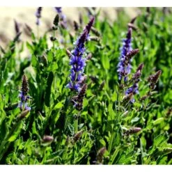 Staude-Salvie 'Blauhügel' Salvia Nemorosa 'Blauhügel' 1 Liter Potte -Osmo Salgsbutik mi3307 salvia nemorosa blauhuegel b2d3