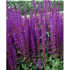 Staude-Salvie 'Caradonna' Salvia Nemorosa 'Caradonna' 1 Liter Potte -Osmo Salgsbutik mi3308 salvia nemorosa carodonna 0bb0
