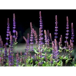 Staude-Salvie 'Caradonna' Salvia Nemorosa 'Caradonna' 1 Liter Potte -Osmo Salgsbutik mi3308 salvia nemorosa carodonna bfe8