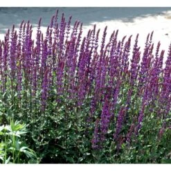 Staude-Salvie 'Caradonna' Salvia Nemorosa 'Caradonna' 1 Liter Potte -Osmo Salgsbutik mi3308 salvia nemorosa carodonna e8ec