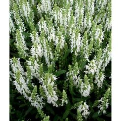Staude-Salvie 'Schneehügel' Salvia Nemorosa 'Schneehügel' 1 Liter Potte -Osmo Salgsbutik mi3309 salvia nemorosa schneehuegel 2309
