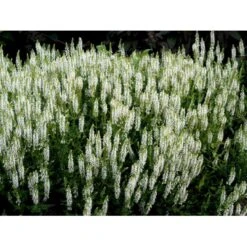 Staude-Salvie 'Schneehügel' Salvia Nemorosa 'Schneehügel' 1 Liter Potte -Osmo Salgsbutik mi3309 salvia nemorosa schneehuegel 6e05
