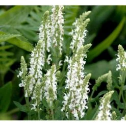 Staude-Salvie 'Schneehügel' Salvia Nemorosa 'Schneehügel' 1 Liter Potte -Osmo Salgsbutik mi3309 salvia nemorosa schneehuegel fc65