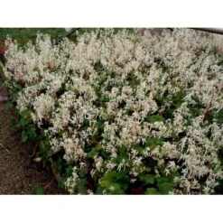Høststenbræk Saxifraga Cortusifolia Var. Fortunei 1 Liter Potte -Osmo Salgsbutik mi3317 saxifraga cortusifolia var fortunei 2e22