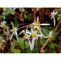 Høststenbræk Saxifraga Cortusifolia Var. Fortunei 1 Liter Potte -Osmo Salgsbutik mi3317 saxifraga cortusifolia var fortunei 62cc