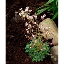 Bjergfrue 'Southside Seedling' Saxifraga Cotyledon 'Southside Seedling' 10 Cm. Potte -Osmo Salgsbutik mi3319 saxifraga cotyledon southside seedling 0961