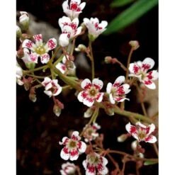 Bjergfrue 'Southside Seedling' Saxifraga Cotyledon 'Southside Seedling' 10 Cm. Potte -Osmo Salgsbutik mi3319 saxifraga cotyledon southside seedling 5c8b