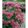 Sankthansurt 'Carl' Sedum Hybrid 'Carl' 1 Liter Potte -Osmo Salgsbutik mi3323 sedum carl 5599