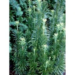 Blommebladet Taks 'Fastigiata' Cephalotaxus Harringtonia 'Fastigiata' Potte 5,0 Liter,- 50-60 Cm. -Osmo Salgsbutik mi3377 cephalotaxus harringtonia fastigiata 611f