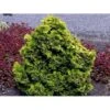 Solcypres 'Aurora' Chamaecyparis Obtusa 'Aurora' Potte 2,0 Liter,- 20-25 Cm. -Osmo Salgsbutik mi3385 chamaecyparis obtusa aurora bc99
