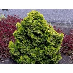 Solcypres 'Aurora' Chamaecyparis Obtusa 'Aurora' Potte 2,0 Liter,- 20-25 Cm.