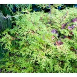 Solcypres 'Kamarachiba' Chamaecyparis Obtusa 'Kamarachiba' Potte 3,0 Liter,- 25-30 Cm. -Osmo Salgsbutik mi3387 chamaecyparis obtusa kamarachiba 3bf5