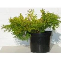 Solcypres 'Kamarachiba' Chamaecyparis Obtusa 'Kamarachiba' Potte 3,0 Liter,- 25-30 Cm. -Osmo Salgsbutik mi3387 chamaecyparis obtusa kamarachiba 9ae6