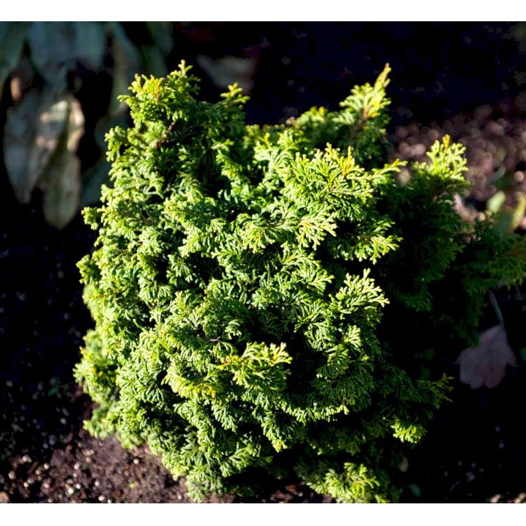 Solcypres 'Maureen' Chamaecyparis Obtusa 'Maureen' Potte 2,0 Liter,- 15-20 Cm. 3 Solcypres 'Maureen' Chamaecyparis Obtusa 'Maureen' Potte 2,0 Liter,- 15-20 Cm.