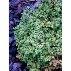 Solcypres 'Maureen' Chamaecyparis Obtusa 'Maureen' Potte 2,0 Liter,- 15-20 Cm. 7 Solcypres 'Maureen' Chamaecyparis Obtusa 'Maureen' Potte 2,0 Liter,- 15-20 Cm. -Osmo Salgsbutik mi3388 chamaecyparis obtusa maureen 1d7b