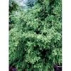 Solcypres 'Tsatsumi' Chamaecyparis Obtusa 'Tsatsumi' Potte 2,0 Liter,- 25-30 Cm. -Osmo Salgsbutik mi3390 chamaecyparis obtusa tsatsumi d607