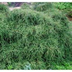 Tråd Ærtecypres 'Filifera Nana' Chamaecyprais Pisifera 'Filifera Nana' Potte 2,0 Liter,- 20-25 Cm. -Osmo Salgsbutik mi3394 chamaecyparis pisifera filifera nana 1652