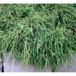 Tråd Ærtecypres 'Filifera Nana' Chamaecyprais Pisifera 'Filifera Nana' Potte 2,0 Liter,- 20-25 Cm. -Osmo Salgsbutik mi3394 chamaecyparis pisifera filifera nana 26a2