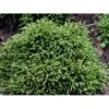 Japansk Kryptomeria 'Little Champion' Cryptomeria Japonica 'Little Champion' Potte 2,0 Liter,- 15-20 Cm. -Osmo Salgsbutik mi3399 cryptomeria japonica little champion 991b