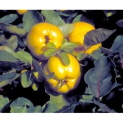 Æblekvæde 'Konstantinopel' Cydonia Oblonga 'Konstantinopel' Potte 7,5 Liter 125-150 Cm. -Osmo Salgsbutik mi3480 cydonia oblonga 2353