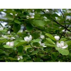 Æblekvæde 'Konstantinopel' Cydonia Oblonga 'Konstantinopel' Potte 7,5 Liter 125-150 Cm. -Osmo Salgsbutik mi3480 cydonia oblonga 2eac