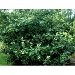 Æblekvæde 'Konstantinopel' Cydonia Oblonga 'Konstantinopel' Potte 7,5 Liter 125-150 Cm. -Osmo Salgsbutik mi3480 cydonia oblonga 44ca