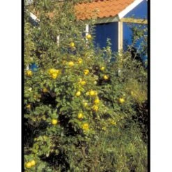 Æblekvæde 'Konstantinopel' Cydonia Oblonga 'Konstantinopel' Potte 7,5 Liter 125-150 Cm. -Osmo Salgsbutik mi3480 cydonia oblonga 5971