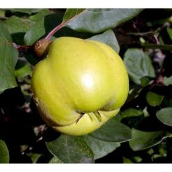 Pærekvæde 'Vranja' Cydonia Oblonga 'Vranja' 4-8 Grene. 120-160 Cm. Potte, (Kvæde A) 7 Pærekvæde 'Vranja' Cydonia Oblonga 'Vranja' 4-8 Grene. 120-160 Cm. Potte, (Kvæde A) -Osmo Salgsbutik mi3486 cydonia oblonga wranja 1610