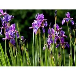 Sibirisk Iris Iris Sibirica 1 Liter Potte 7 Sibirisk Iris Iris Sibirica 1 Liter Potte -Osmo Salgsbutik mi3515 iris sibirica 6a60