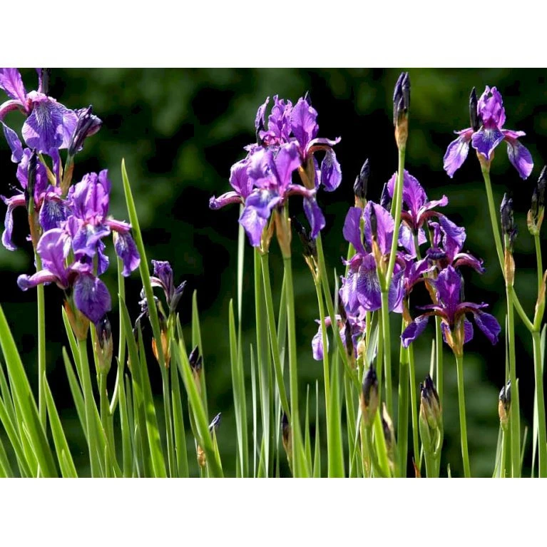Sibirisk Iris Iris Sibirica 1 Liter Potte 5 Sibirisk Iris Iris Sibirica 1 Liter Potte - Billede 3