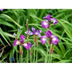 Sibirisk Iris 'Having Fun' Iris Sibirica 'Having Fun' 1 Liter Potte -Osmo Salgsbutik mi3524 iris sibirica helen astor 3d9e