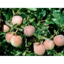 Blomme 'Althans Reine Claude' Prunus Domestica 'Althans Reine Claude' 4-8 Grene, 130-170 Cm. 10 Liter Potte. (S.J.A.) 7 Blomme 'Althans Reine Claude' Prunus Domestica 'Althans Reine Claude' 4-8 Grene, 130-170 Cm. 10 Liter Potte. (S.J.A.) -Osmo Salgsbutik mi355 prunus domestica althans reine claude 1b5b