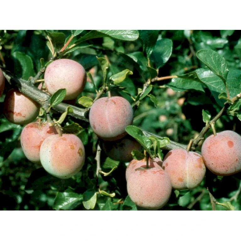 Blomme 'Althans Reine Claude' Prunus Domestica 'Althans Reine Claude' 4-8 Grene, 130-170 Cm. 10 Liter Potte. (S.J.A.) 5 Blomme 'Althans Reine Claude' Prunus Domestica 'Althans Reine Claude' 4-8 Grene, 130-170 Cm. 10 Liter Potte. (S.J.A.) - Billede 3