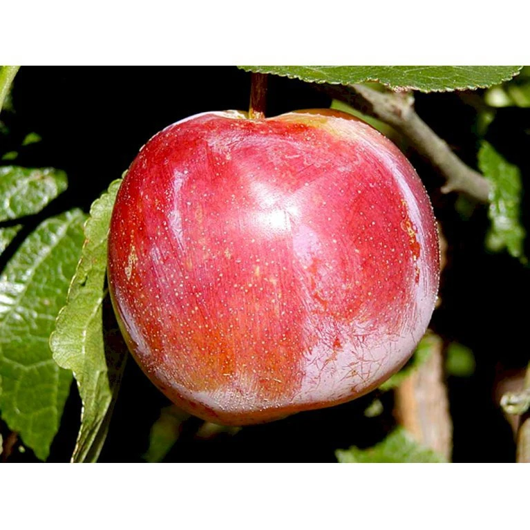 Blomme 'Althans Reine Claude' Prunus Domestica 'Althans Reine Claude' 4-8 Grene, 130-170 Cm. 10 Liter Potte. (S.J.A.) 3 Blomme 'Althans Reine Claude' Prunus Domestica 'Althans Reine Claude' 4-8 Grene, 130-170 Cm. 10 Liter Potte. (S.J.A.)