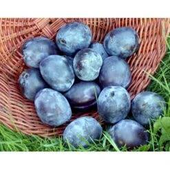 Blomme 'Italiensk Sveske' Prunus Domestica 'Italiensk Sveske' 4-8 Grene, 130-170 Cm. 10 Liter Potte. (S.J.A.) 7 Blomme 'Italiensk Sveske' Prunus Domestica 'Italiensk Sveske' 4-8 Grene, 130-170 Cm. 10 Liter Potte. (S.J.A.) -Osmo Salgsbutik mi357 prunus domestica italiensk sveske 4d38