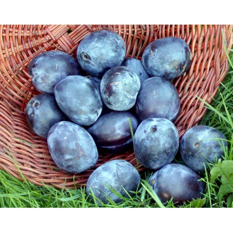 Blomme 'Italiensk Sveske' Prunus Domestica 'Italiensk Sveske' 4-8 Grene, 130-170 Cm. 10 Liter Potte. (S.J.A.) 5 Blomme 'Italiensk Sveske' Prunus Domestica 'Italiensk Sveske' 4-8 Grene, 130-170 Cm. 10 Liter Potte. (S.J.A.) - Billede 3