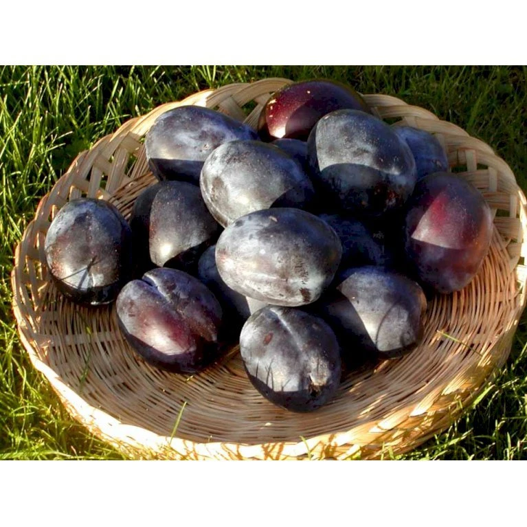 Blomme 'Italiensk Sveske' Prunus Domestica 'Italiensk Sveske' 4-8 Grene, 130-170 Cm. 10 Liter Potte. (S.J.A.) 3 Blomme 'Italiensk Sveske' Prunus Domestica 'Italiensk Sveske' 4-8 Grene, 130-170 Cm. 10 Liter Potte. (S.J.A.)