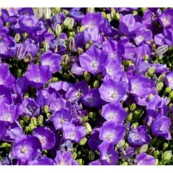 Karparterklokke 'Perla Blue' Campanula Carpatica 'Perla Blue' 10 Cm. Potte -Osmo Salgsbutik mi3614 campanula carpatica pearl blue 573e