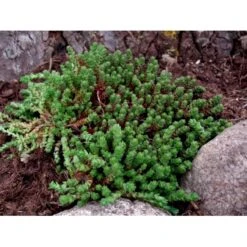 Bidende Stenurt Sedum Acre 10 Cm. Potte -Osmo Salgsbutik mi3653 sedum acre 3a89