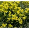 Bidende Stenurt Sedum Acre 10 Cm. Potte -Osmo Salgsbutik mi3653 sedum acre 3b6f