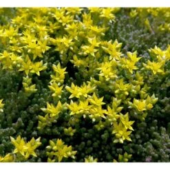 Bidende Stenurt Sedum Acre 10 Cm. Potte
