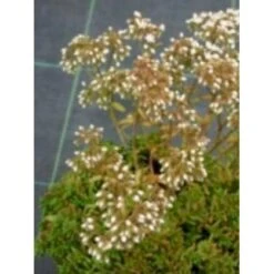 Hvid Stenurt 'Coral Carpet' Sedum Album 'Coral Carpet' 10 Cm. Potte -Osmo Salgsbutik mi3658 sedum album coral carpet 3396