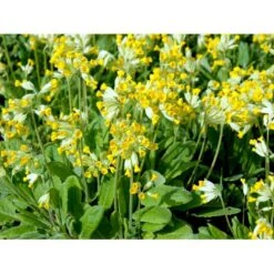 Hulkravet Kodriver Primula Veris 1 Liter Potte -Osmo Salgsbutik mi3668 primula veris 7565