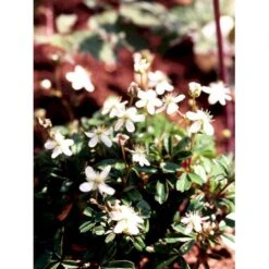 Potentilla 'Nuuk' Potentilla Tridentata 'Nuuk' 10 Cm. Potte -Osmo Salgsbutik mi3690 potentilla tridentata nuuk 12b3