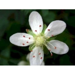 Potentilla 'Nuuk' Potentilla Tridentata 'Nuuk' 10 Cm. Potte -Osmo Salgsbutik mi3690 potentilla tridentata nuuk 18a8